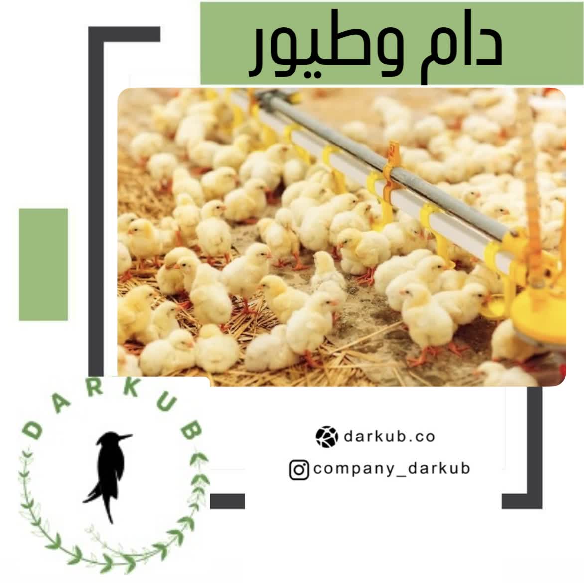 دام وطیور