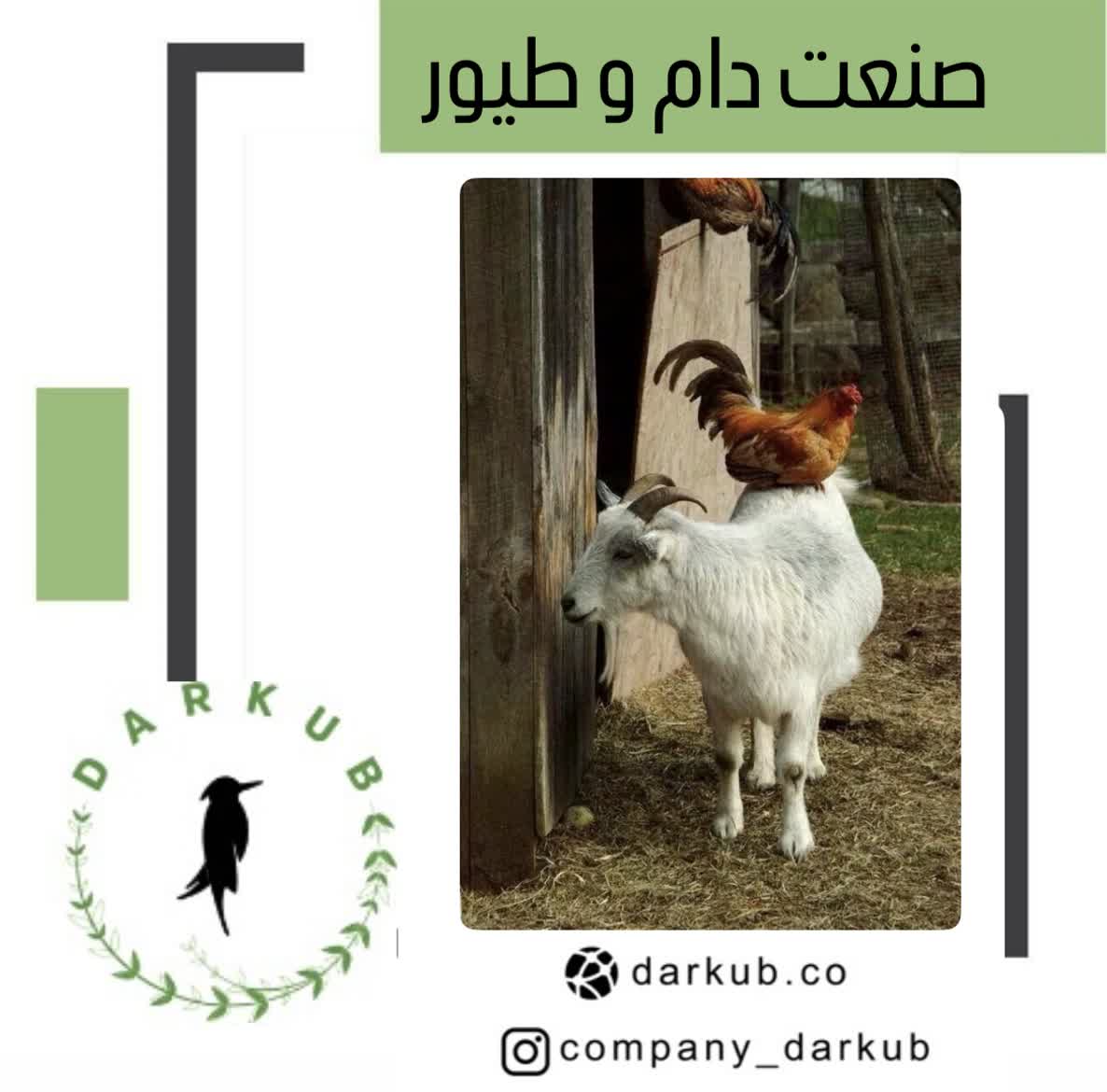 دام وطیور
