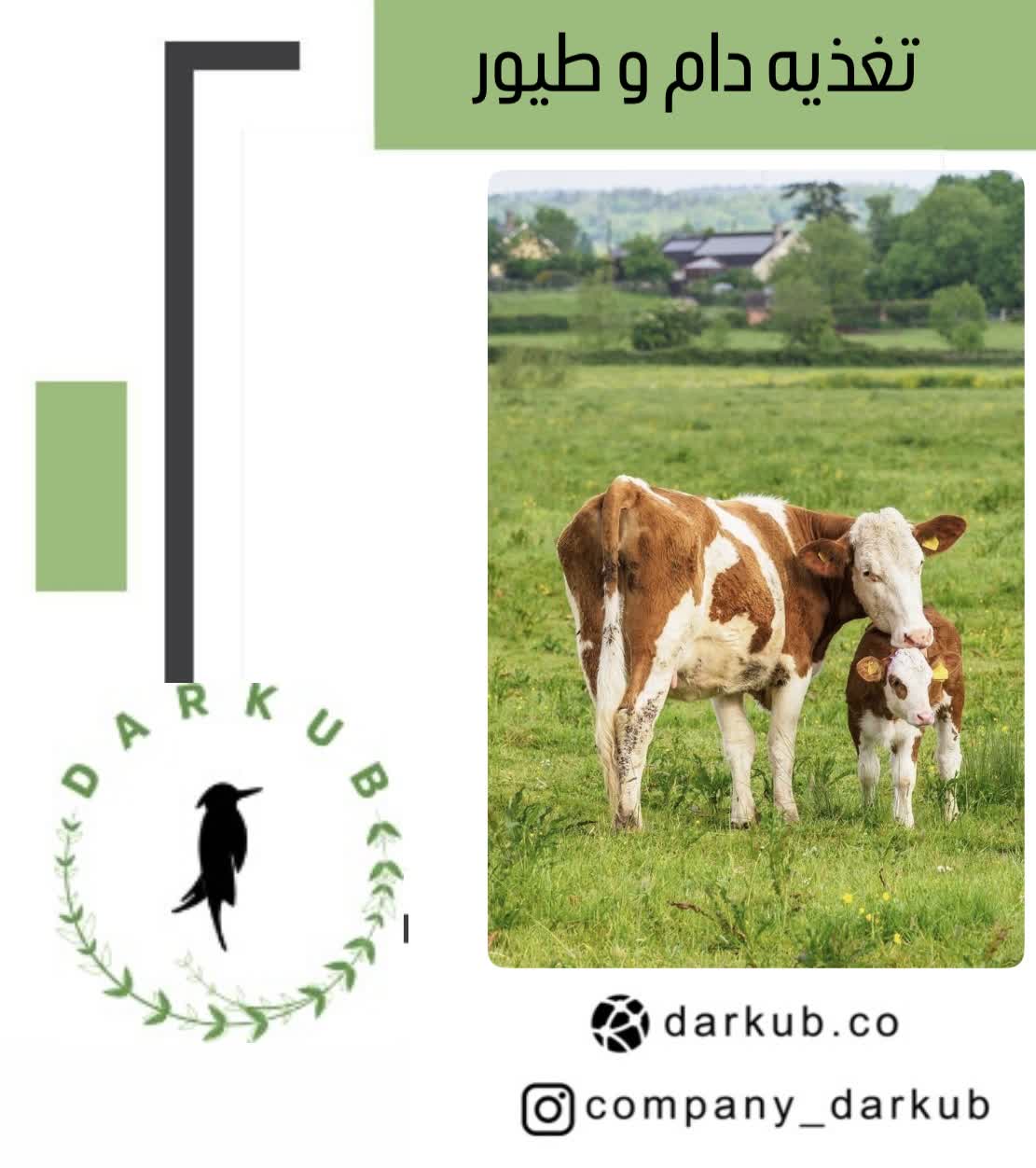 دام وطیور