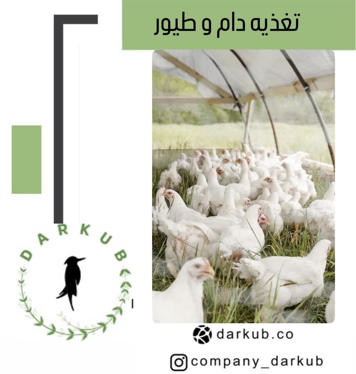 دام وطیور